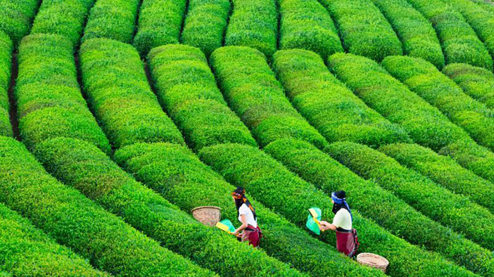 Rize çay tarımı