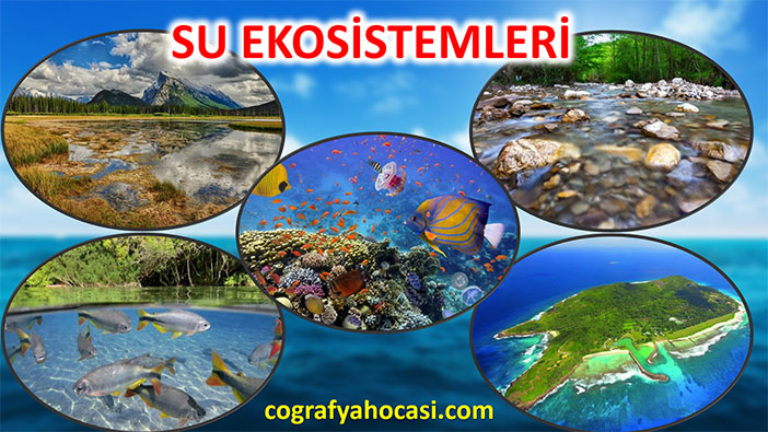Su Ekosistemleri Slayt