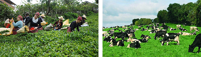 tarım ve hayvancılık