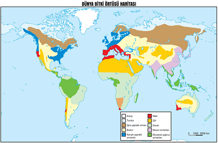 Dünya bitki örtüsü haritası