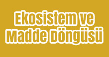 Ekosistem ve Madde Döngüsü Slayt