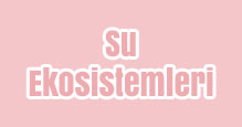 Su Ekosistemleri Slayt
