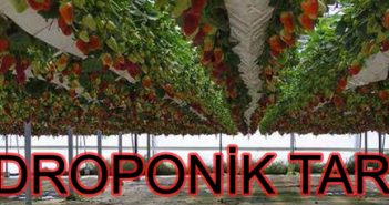 Hidroponik Tarım (Topraksız Tarım) Hidroponik tarım